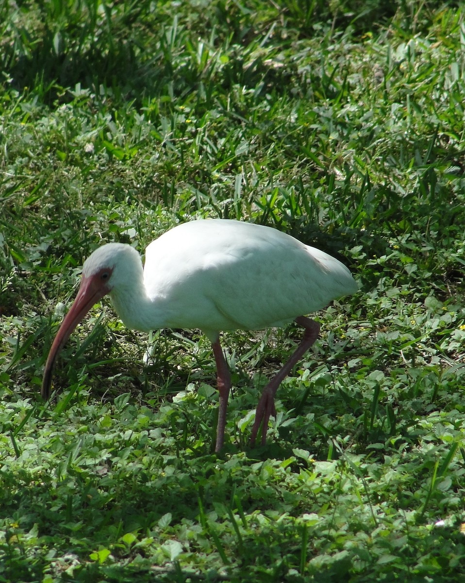 White Ibis - Isidro Montemayor