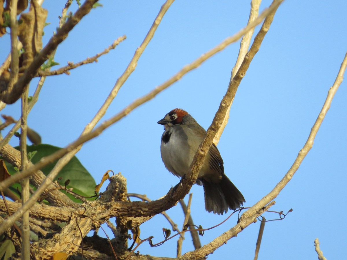 Cabanis's Ground-Sparrow - Róger Rodríguez Bravo