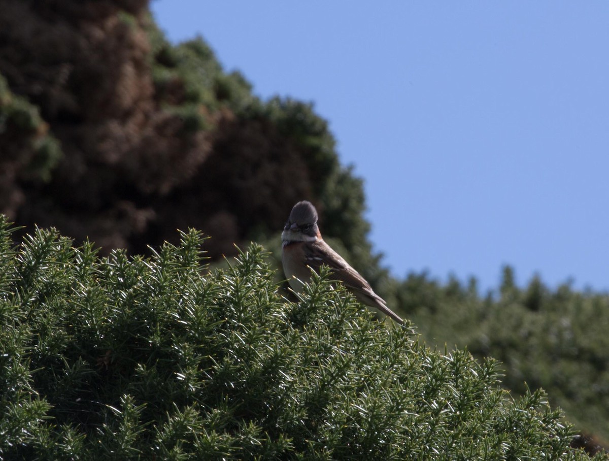 Rufous-collared Sparrow - Santiago Imberti