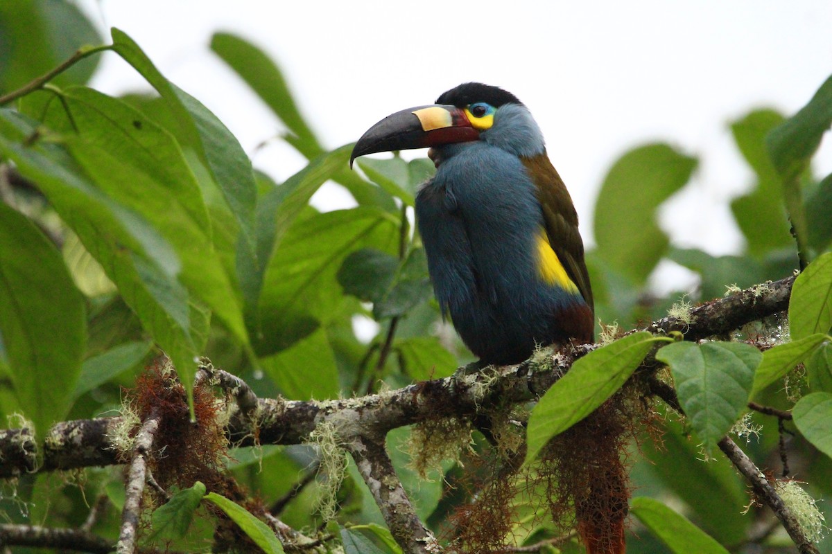 Plate-billed Mountain-Toucan - Logan Anderson