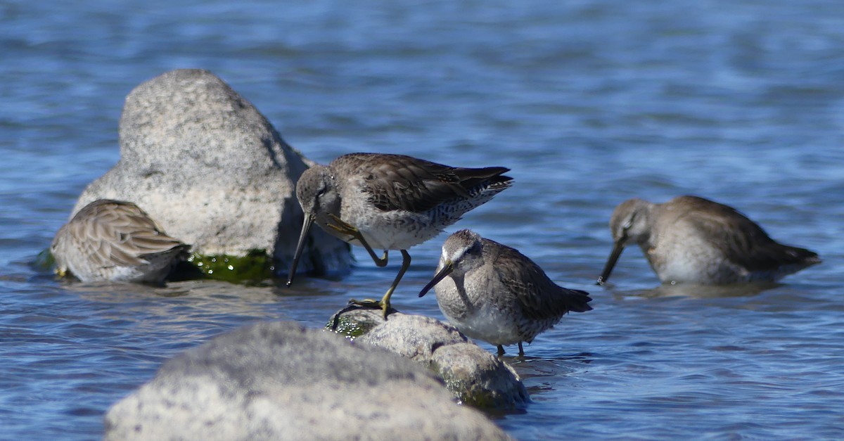 Long-billed Dowitcher - Kirsti Aamodt
