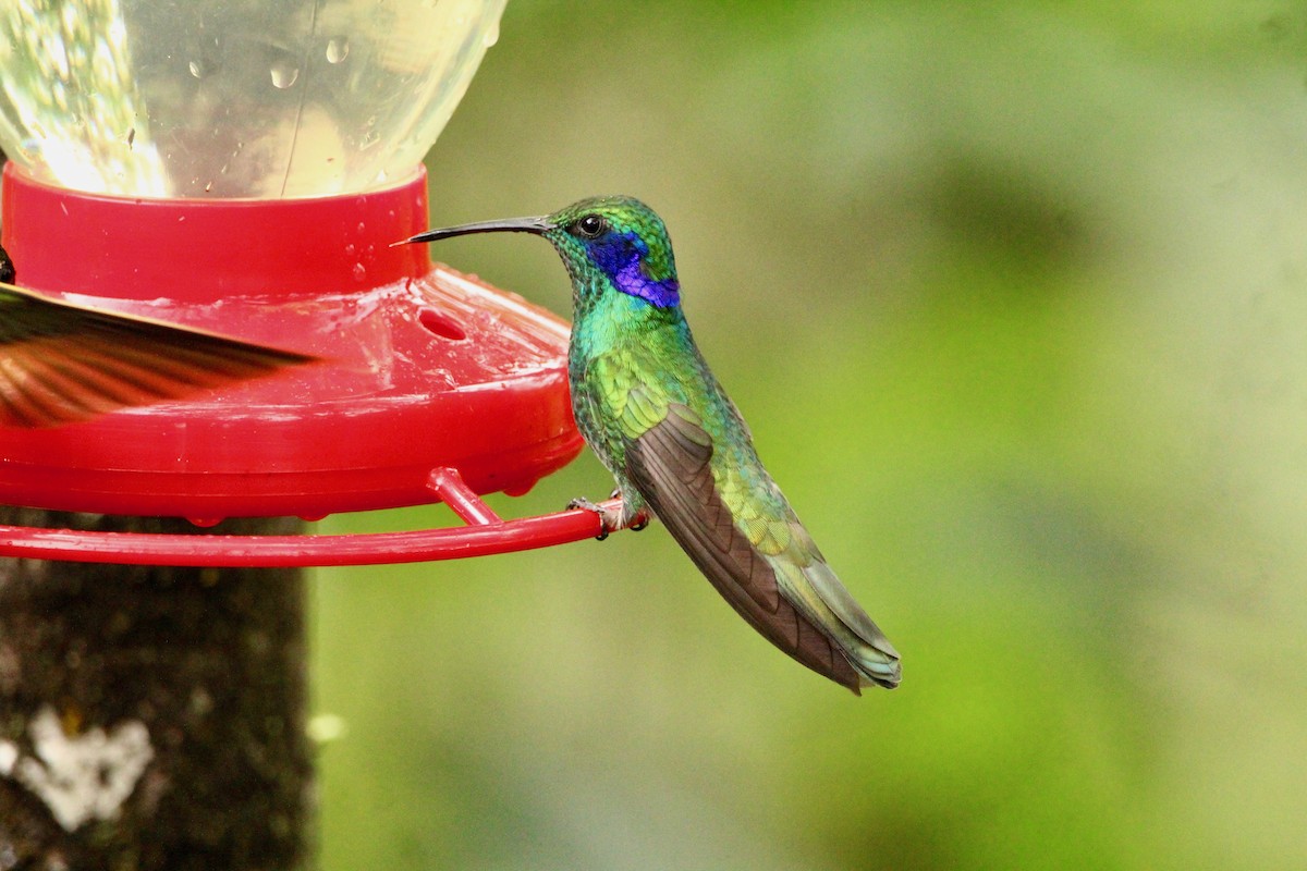kolibřík modrouchý - ML91065741