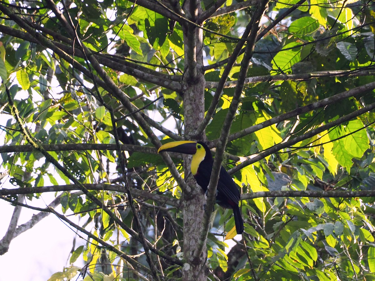 Yellow-throated Toucan (Chestnut-mandibled) - ML91068141