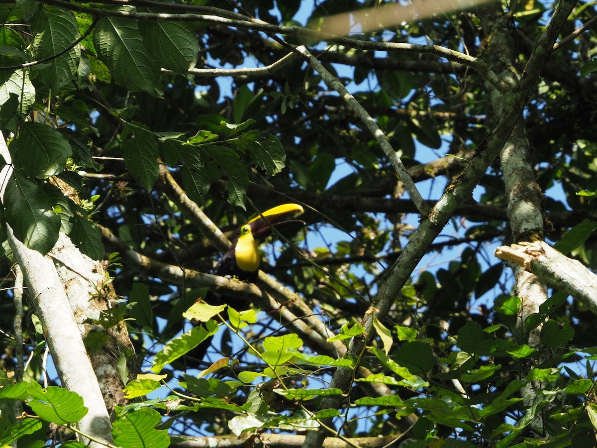 Yellow-throated Toucan (Chestnut-mandibled) - ML91068261