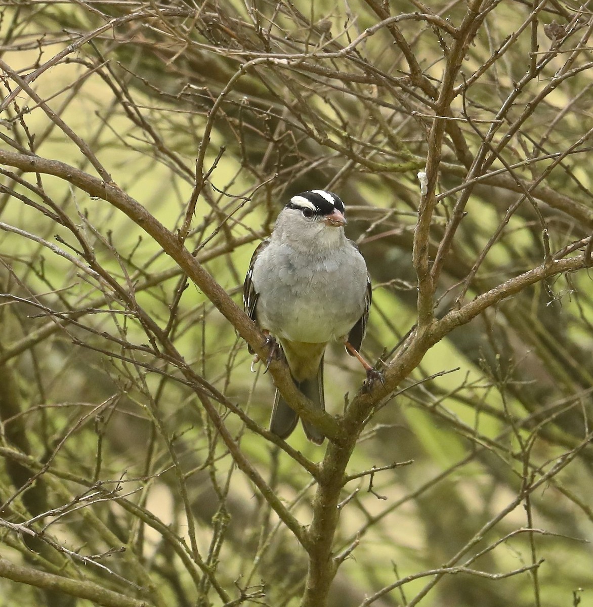 White-crowned Sparrow - ML91068801
