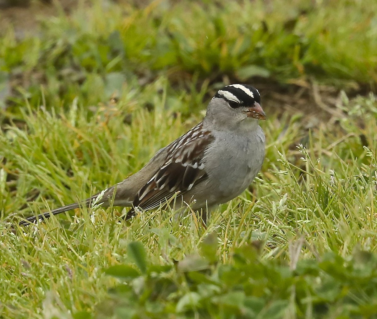White-crowned Sparrow - Charles Lyon