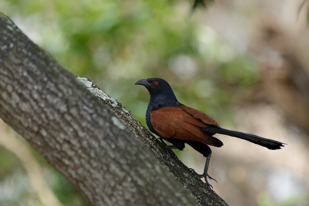 Greater Coucal - ML91073421
