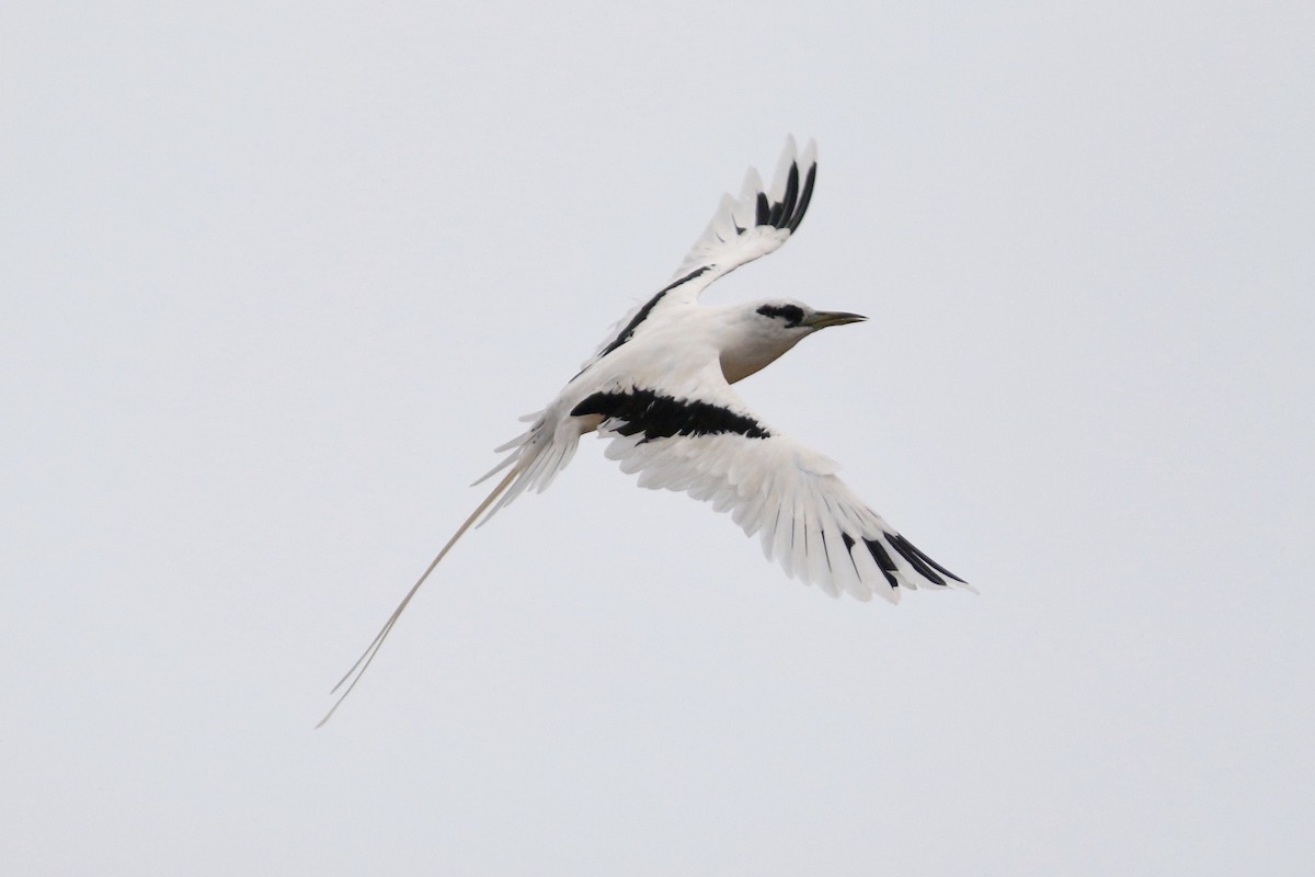 White-tailed Tropicbird - ML91076681