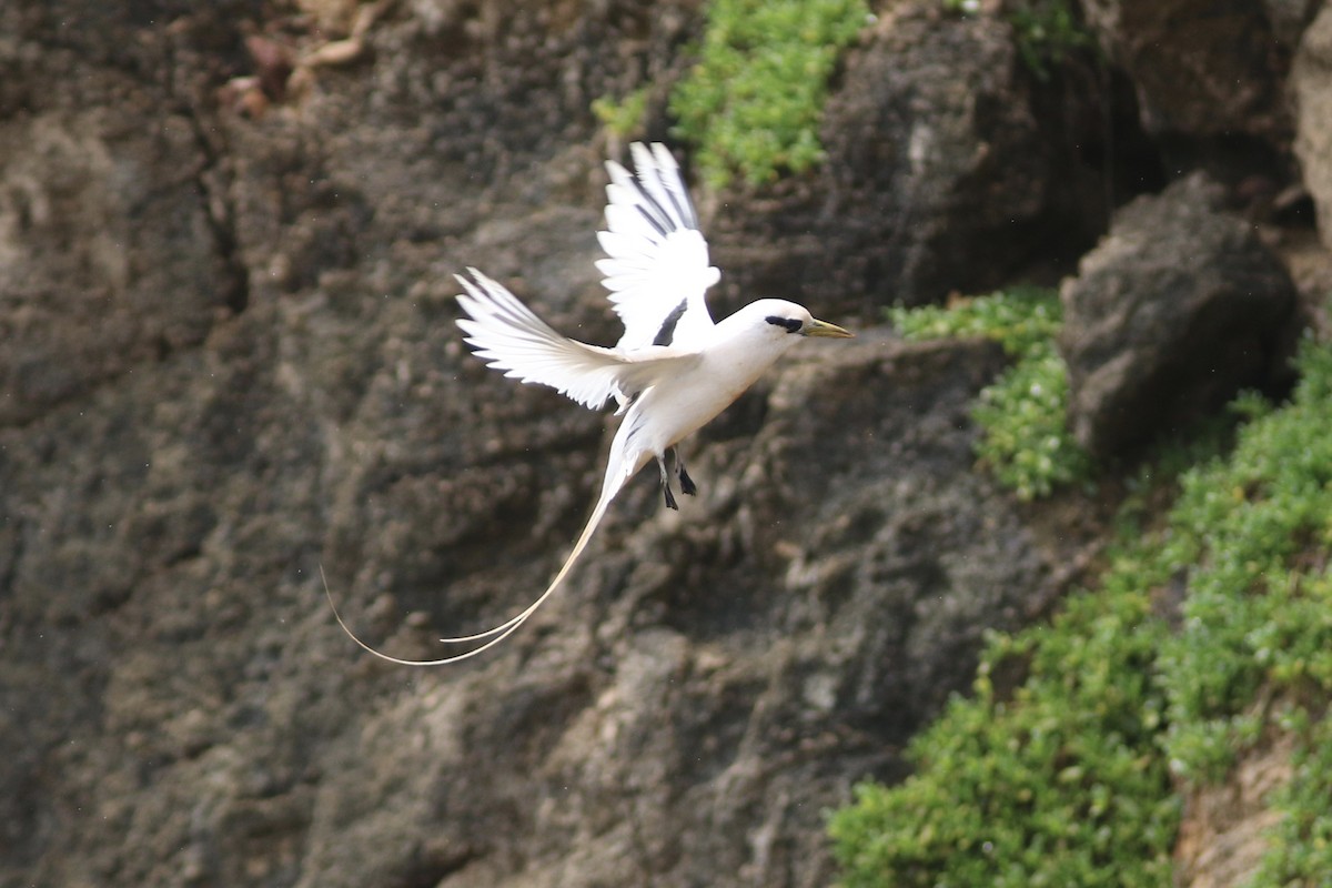 White-tailed Tropicbird - ML91076731