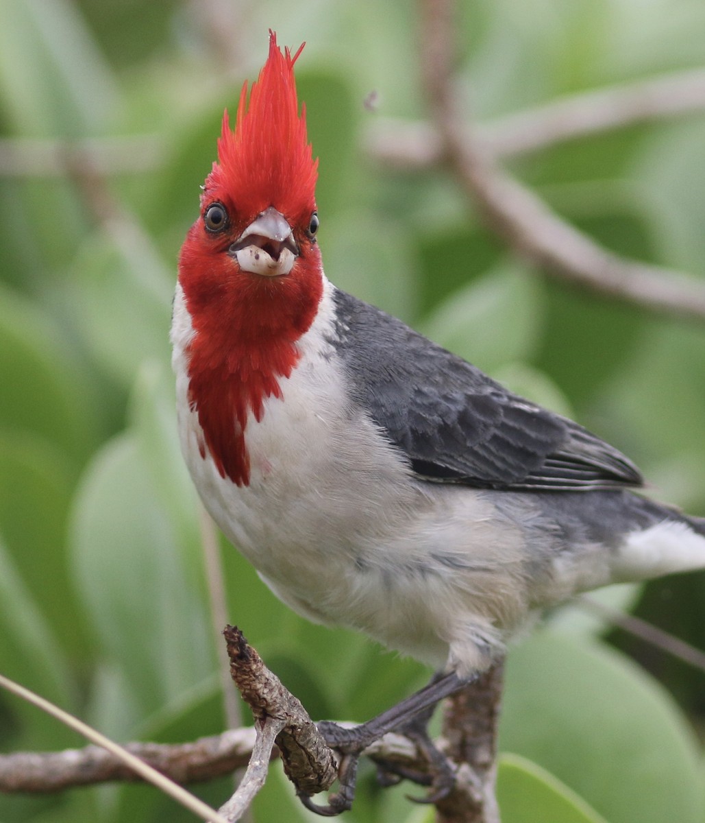 Red-crested Cardinal - ML91076921