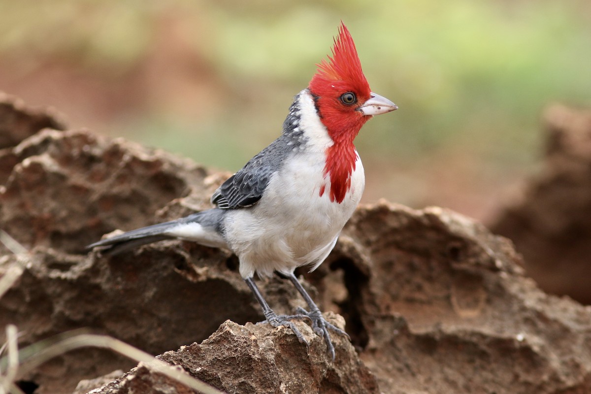 Red-crested Cardinal - Russ Morgan