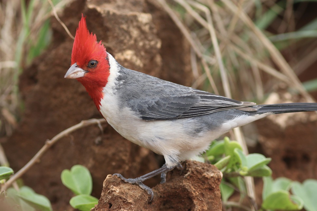 Red-crested Cardinal - Russ Morgan