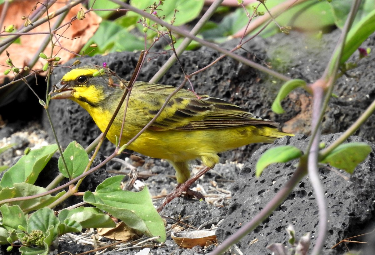 Yellow-fronted Canary - Mark  Ludwick