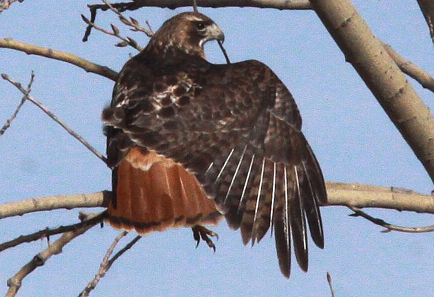 Red-tailed Hawk - ML91078161