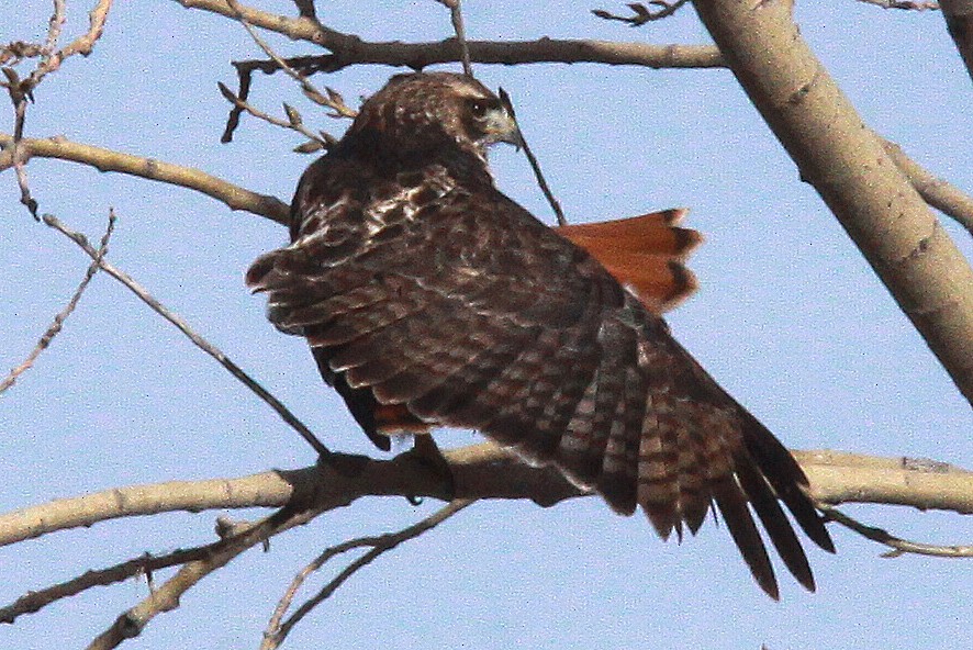 Red-tailed Hawk - ML91078171
