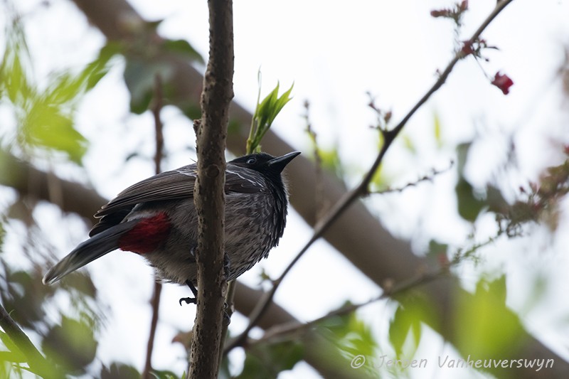 Red-vented Bulbul - ML91079211