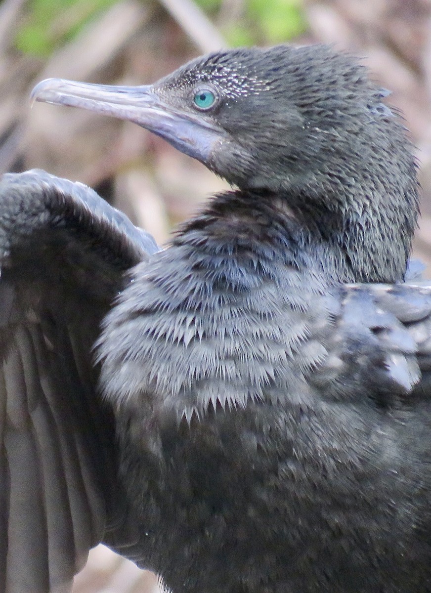 Little Black Cormorant - ML91082391