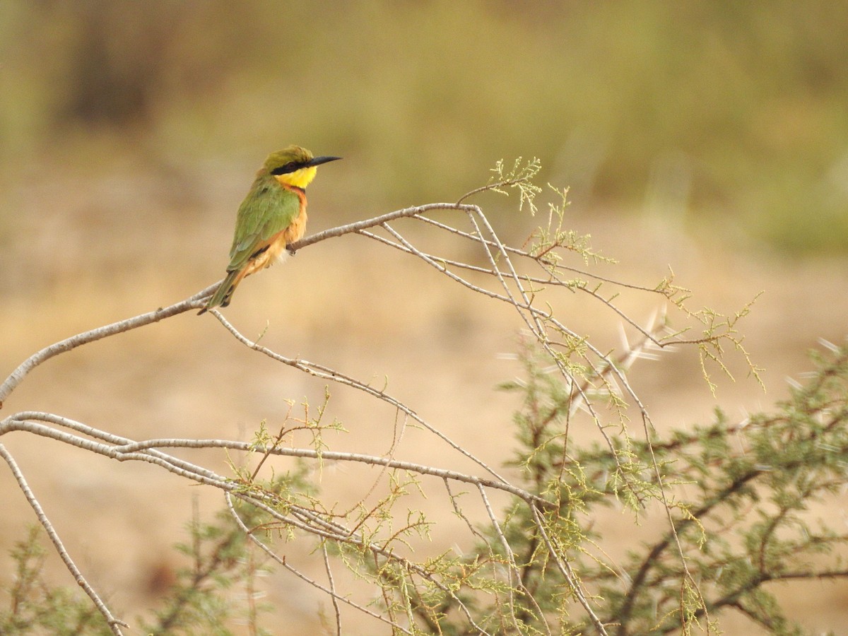 Little Bee-eater - Cesar Clemente