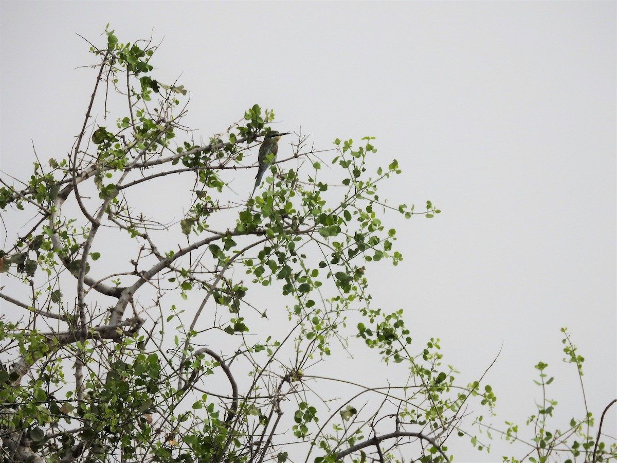 Blue-cheeked Bee-eater - Cesar Clemente
