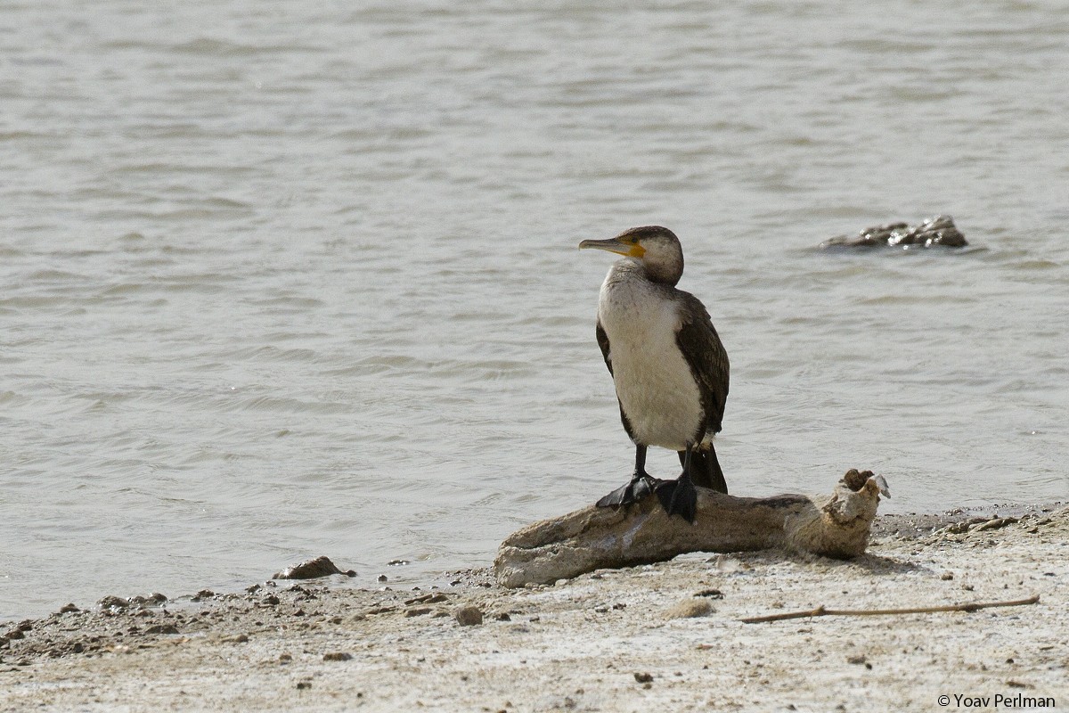 Great Cormorant (White-breasted) - ML91087131