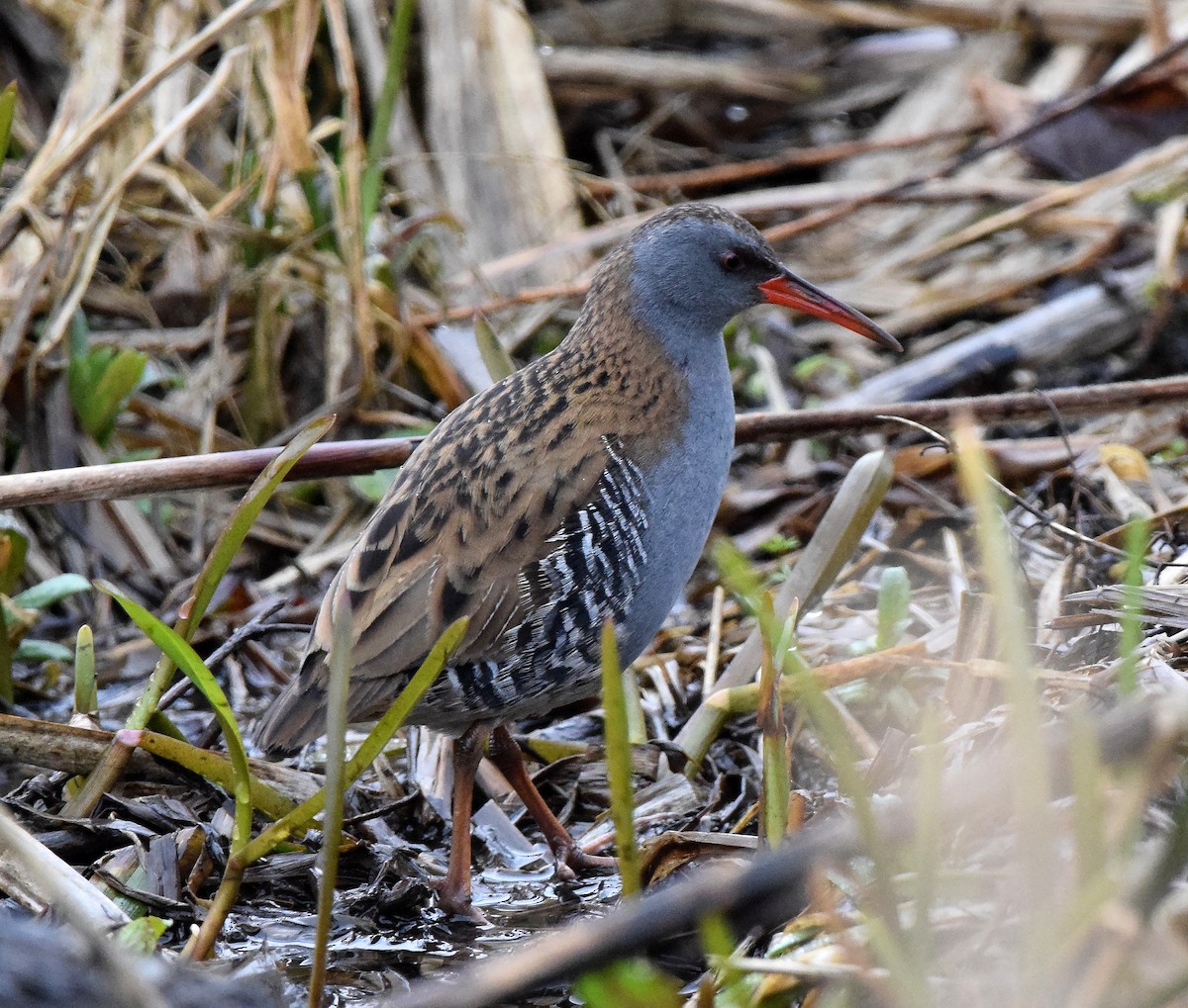 Water Rail - A Emmerson