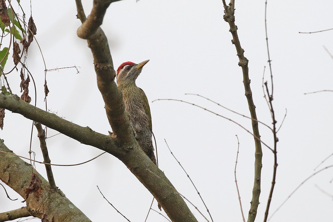 Streak-throated Woodpecker - Charley Hesse TROPICAL BIRDING