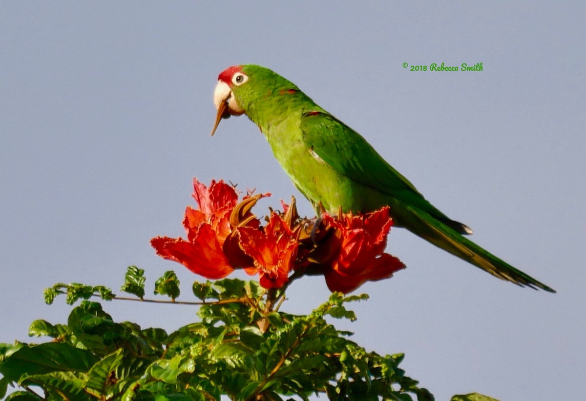 Scarlet-fronted/Cordilleran Parakeet - Rebecca Smith