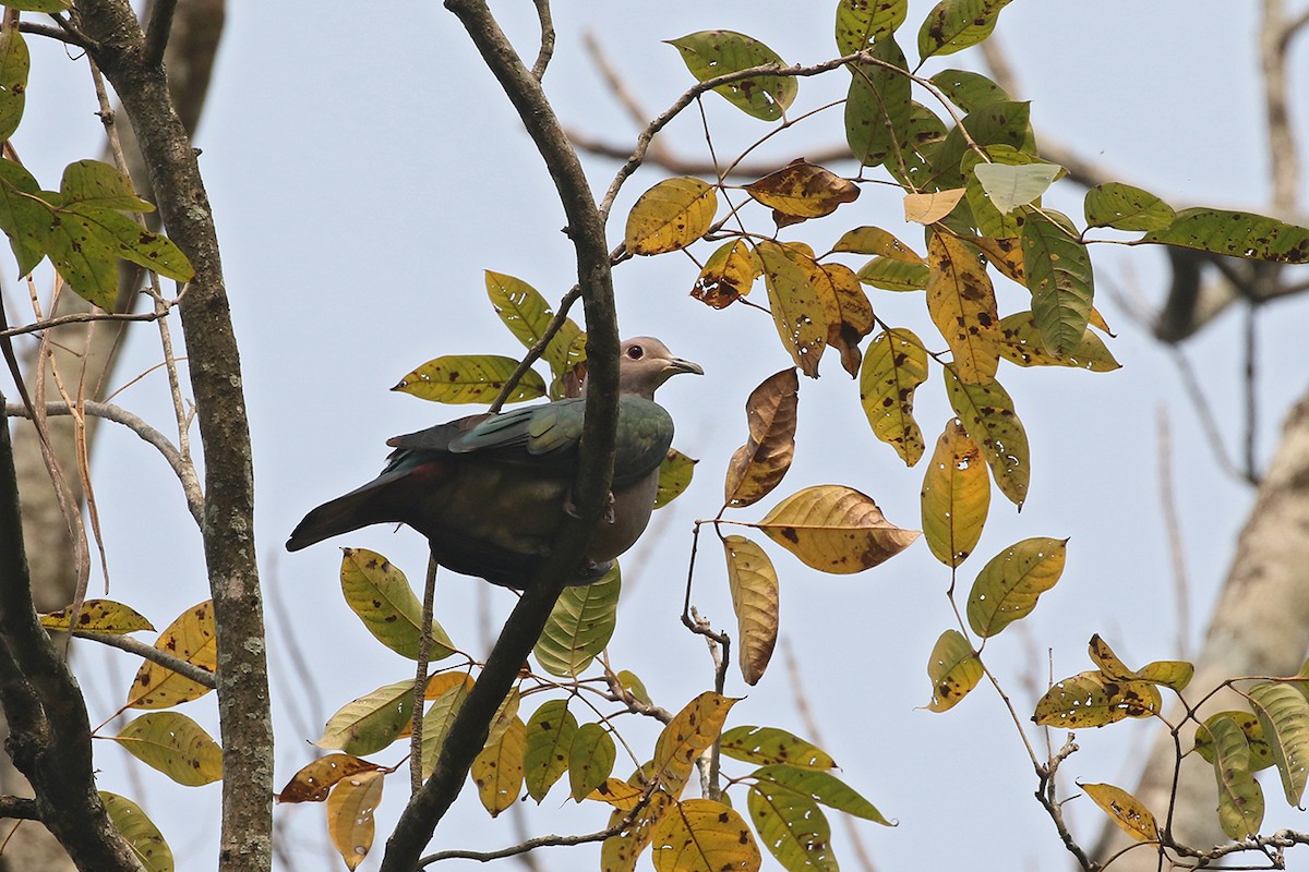 Green Imperial-Pigeon - ML91088781