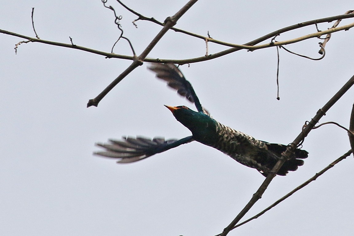 Asian Emerald Cuckoo - Charley Hesse TROPICAL BIRDING