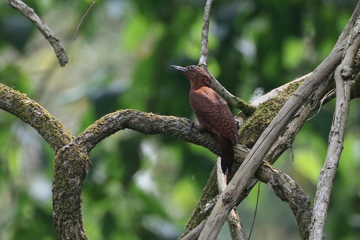 Rufous Woodpecker - Charley Hesse TROPICAL BIRDING