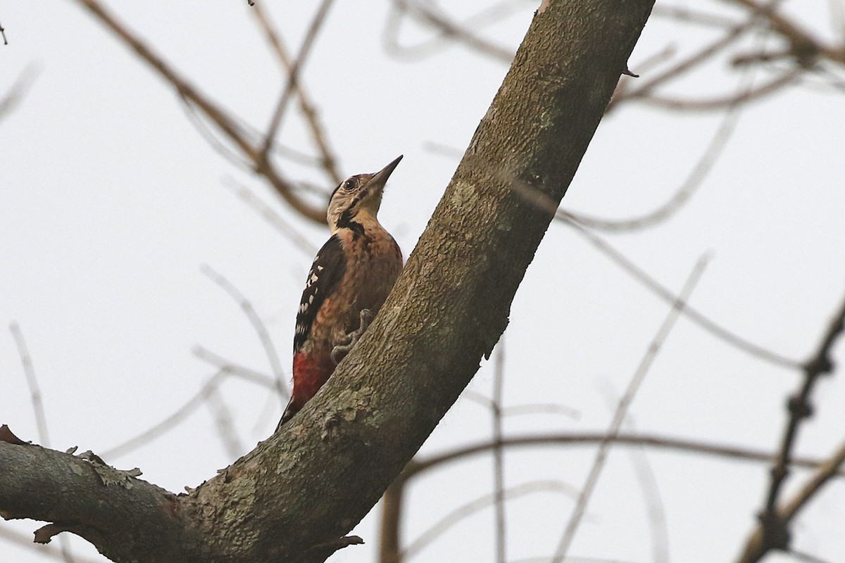 Fulvous-breasted Woodpecker - ML91089341
