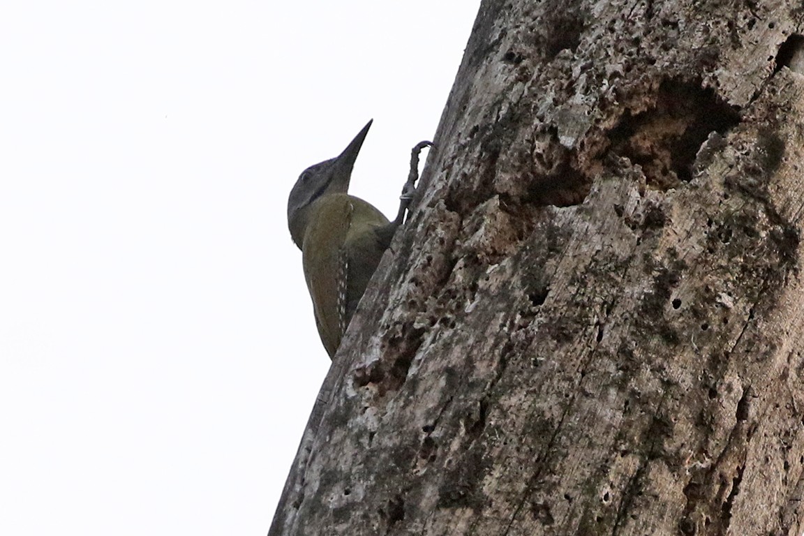 Gray-headed Woodpecker - ML91089361