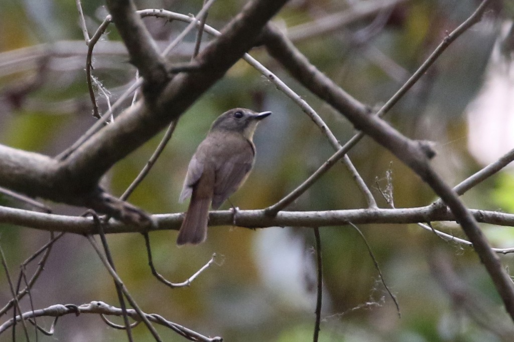Pale-chinned Flycatcher - ML91089411