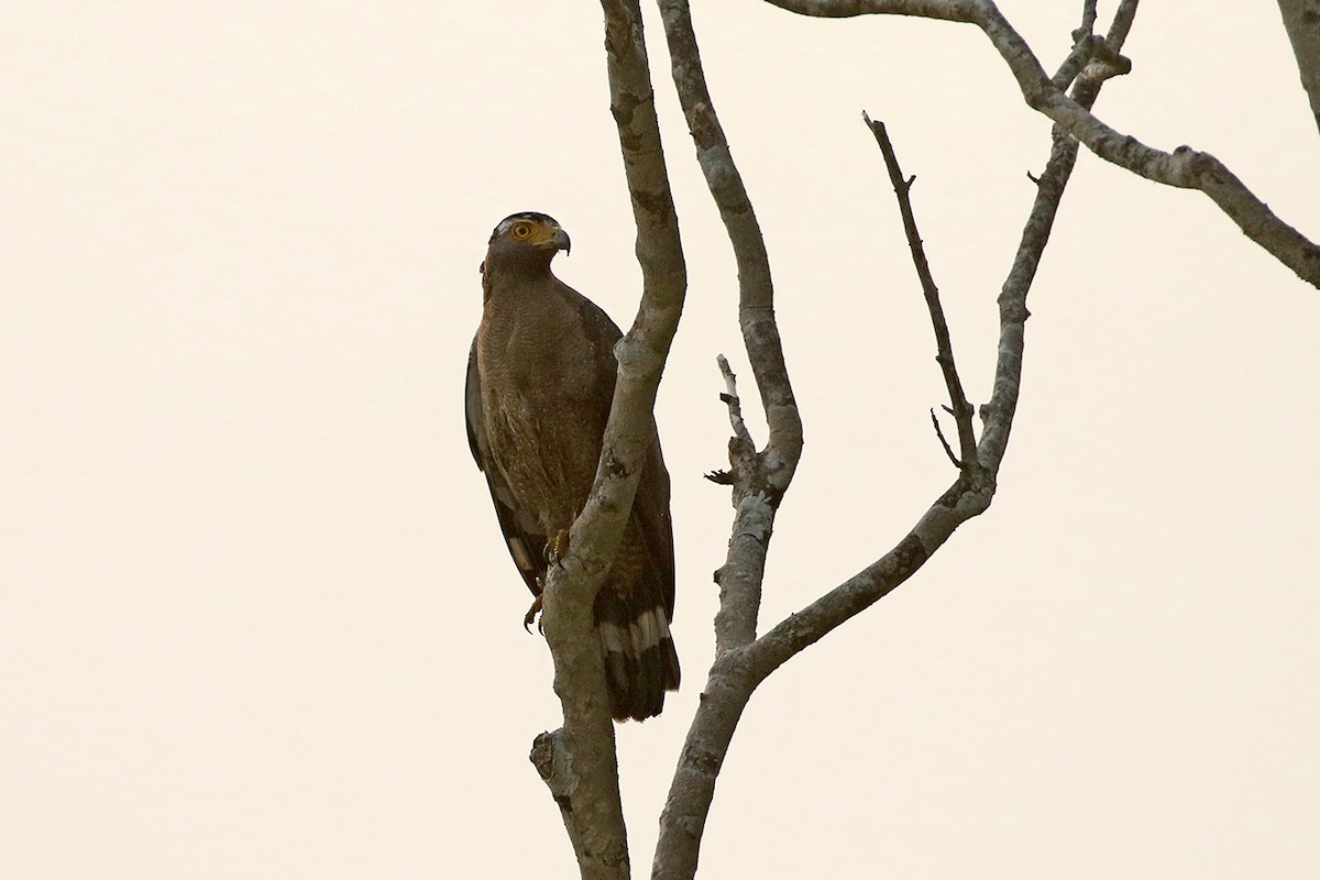 Crested Serpent-Eagle - ML91089501