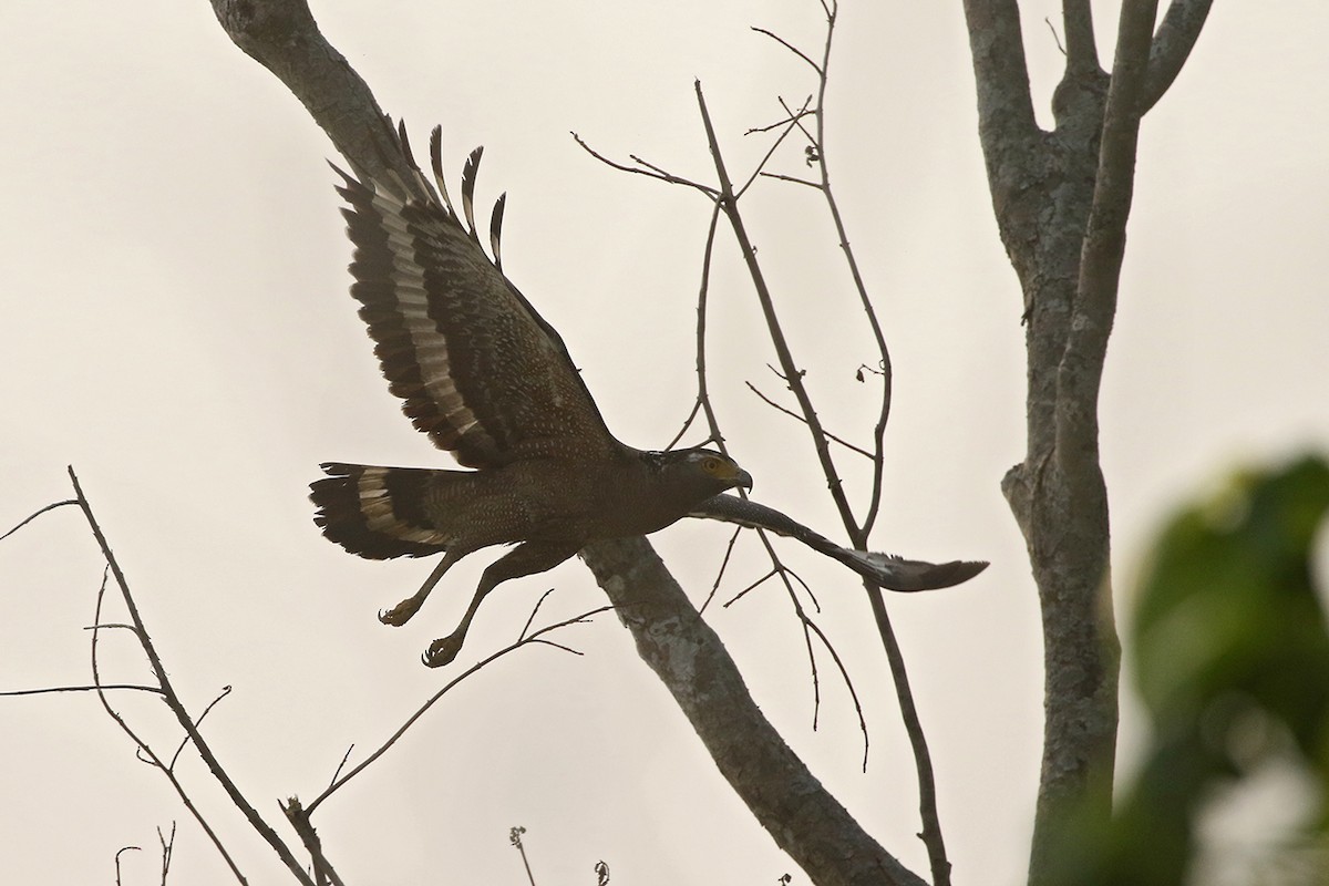 Crested Serpent-Eagle - Charley Hesse TROPICAL BIRDING