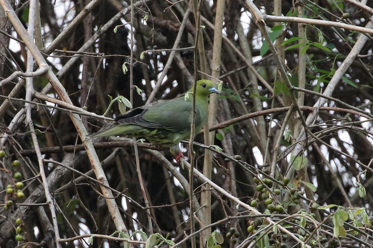 Wedge-tailed Green-Pigeon - Charley Hesse TROPICAL BIRDING