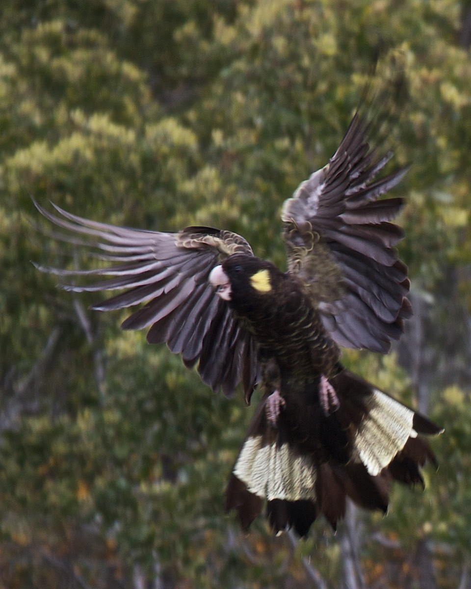 Yellow-tailed Black-Cockatoo - ML91090121