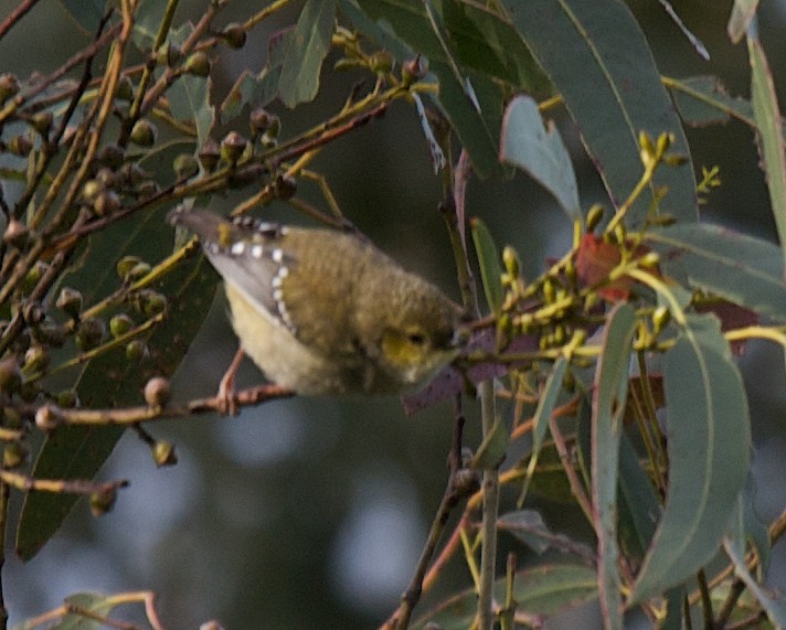 Forty-spotted Pardalote - Robert Tizard