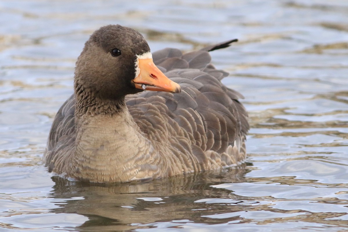 Greater White-fronted Goose - ML91091101