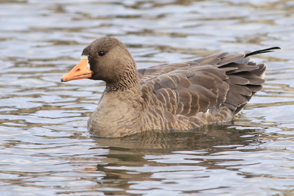 Greater White-fronted Goose - ML91091161