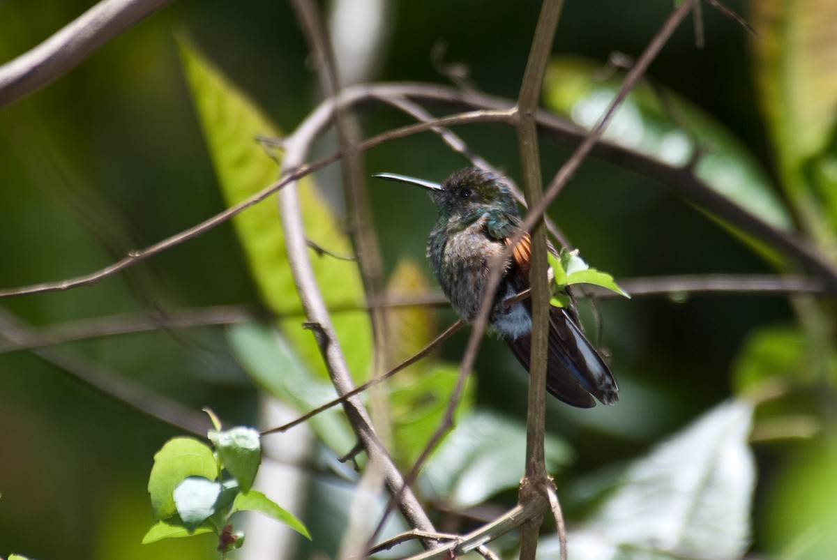 White-tailed Hummingbird - ML91091871
