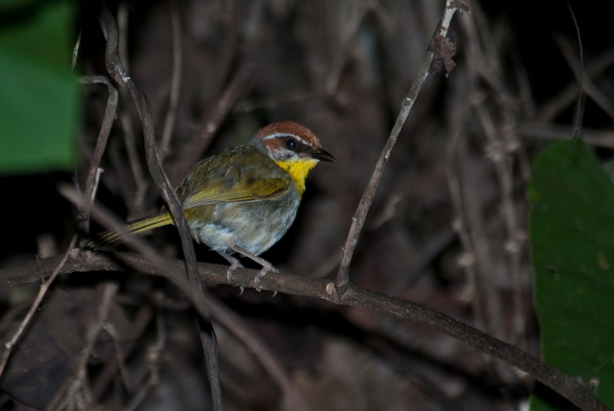 Rufous-capped Warbler - ML91092081
