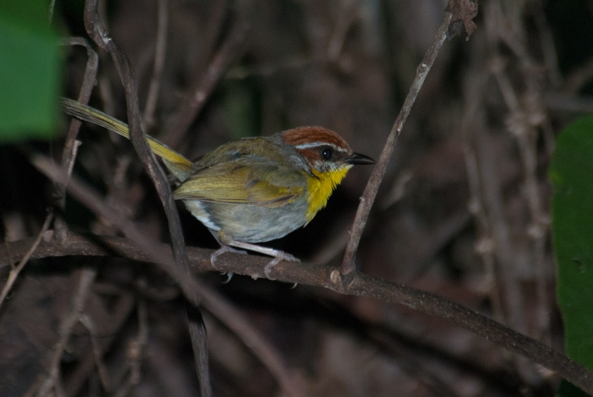 Rufous-capped Warbler - ML91092091