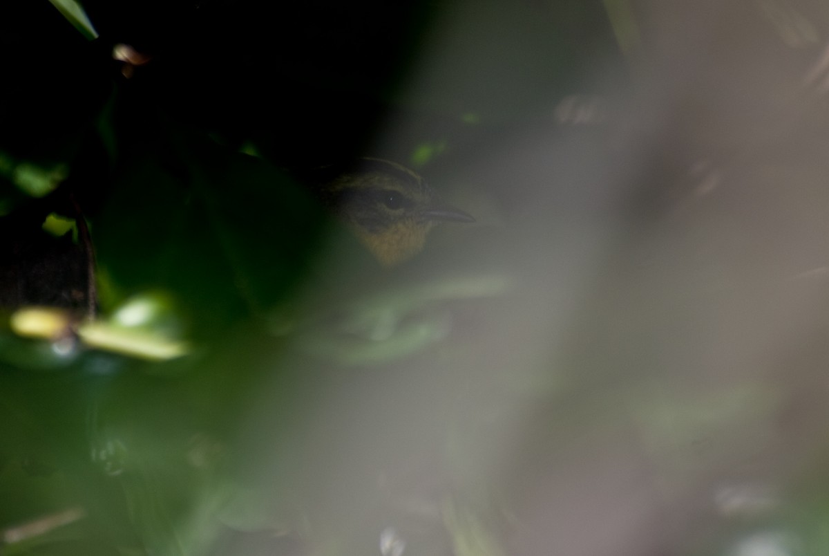 Golden-crowned Warbler - ML91092111
