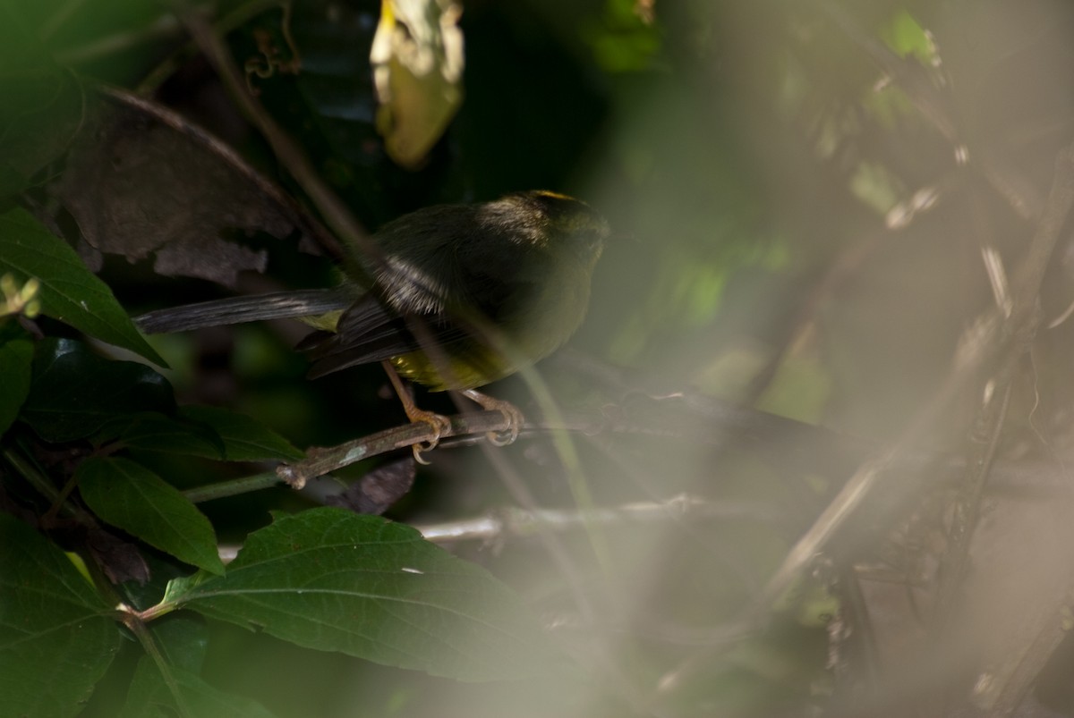 Golden-crowned Warbler - ML91092131