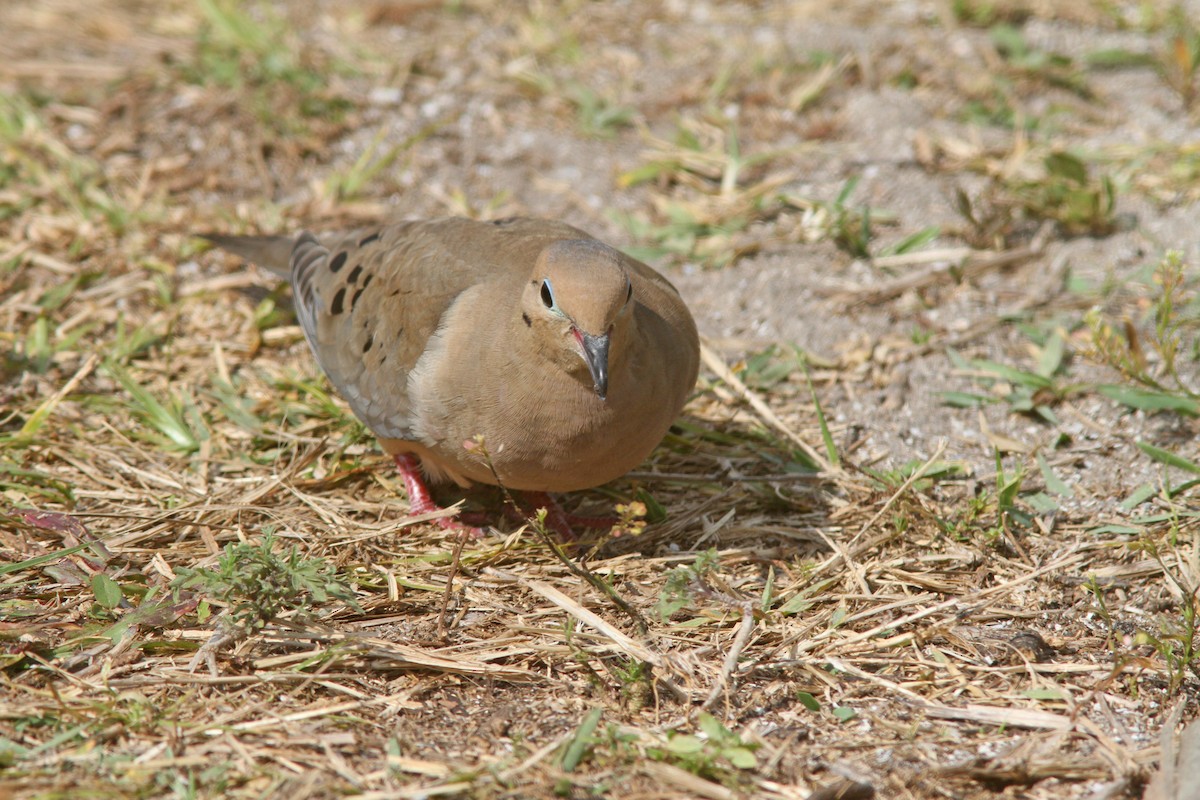 Mourning Dove - Larry Therrien