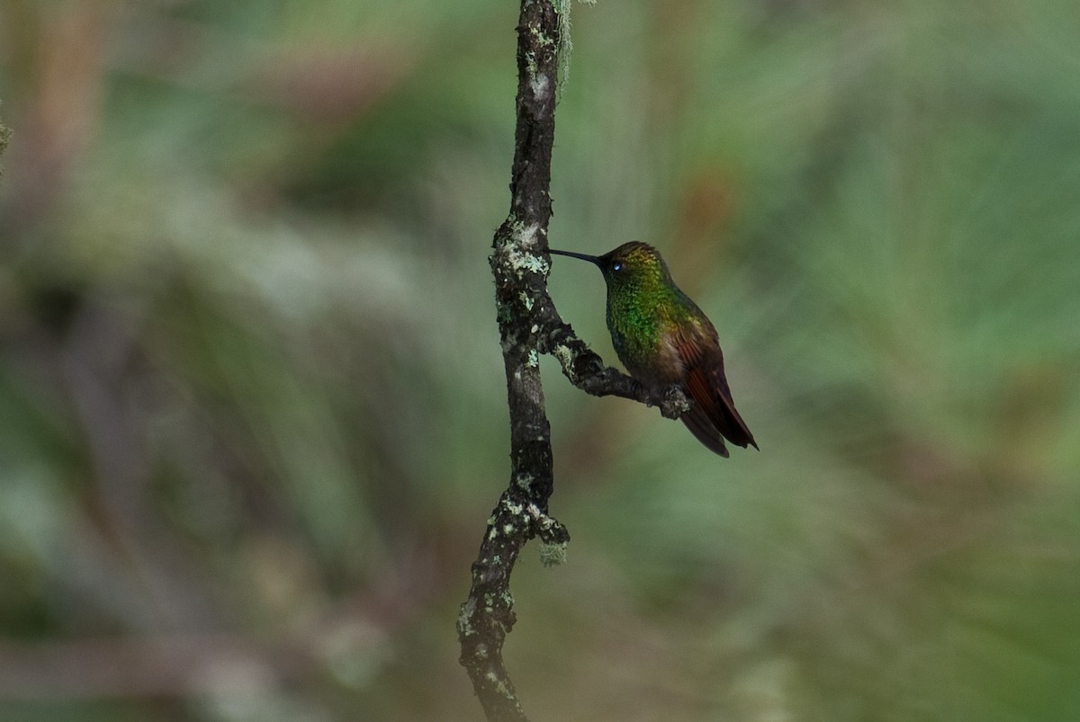 Berylline Hummingbird - Stephen Davies
