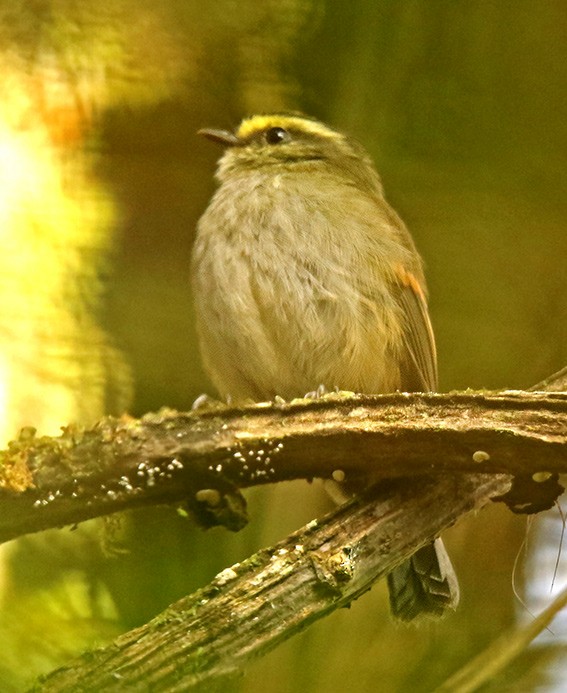 Golden-browed Chat-Tyrant - Roger Ahlman