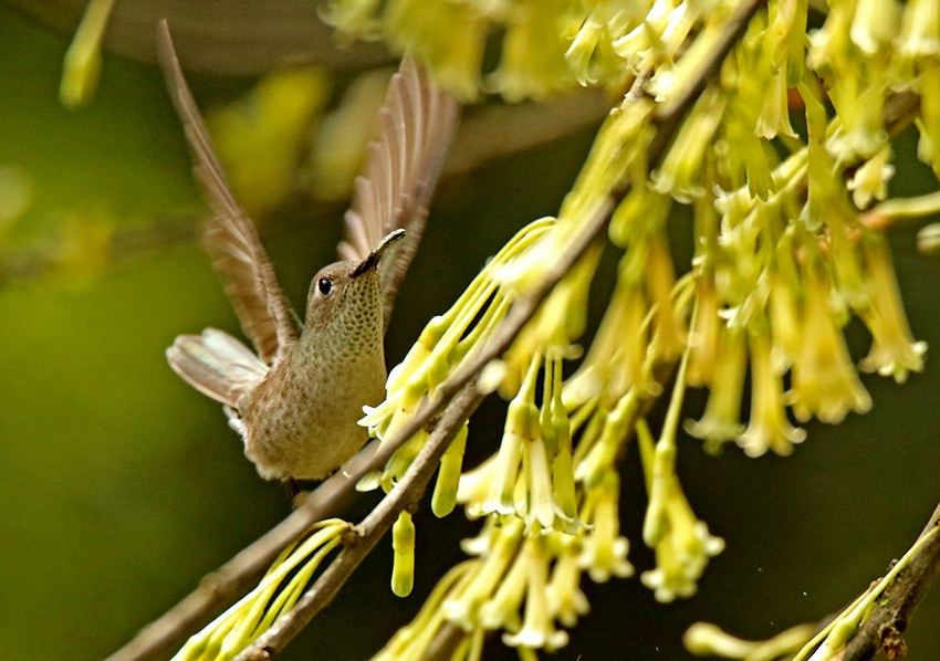 Spot-throated Hummingbird - ML91096771