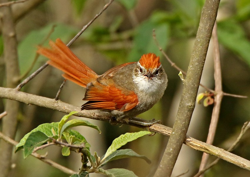 Line-cheeked Spinetail (Line-cheeked) - Roger Ahlman